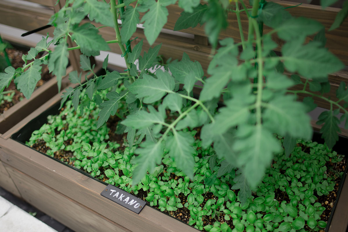 tomato at rooftop