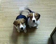 beagle beagle