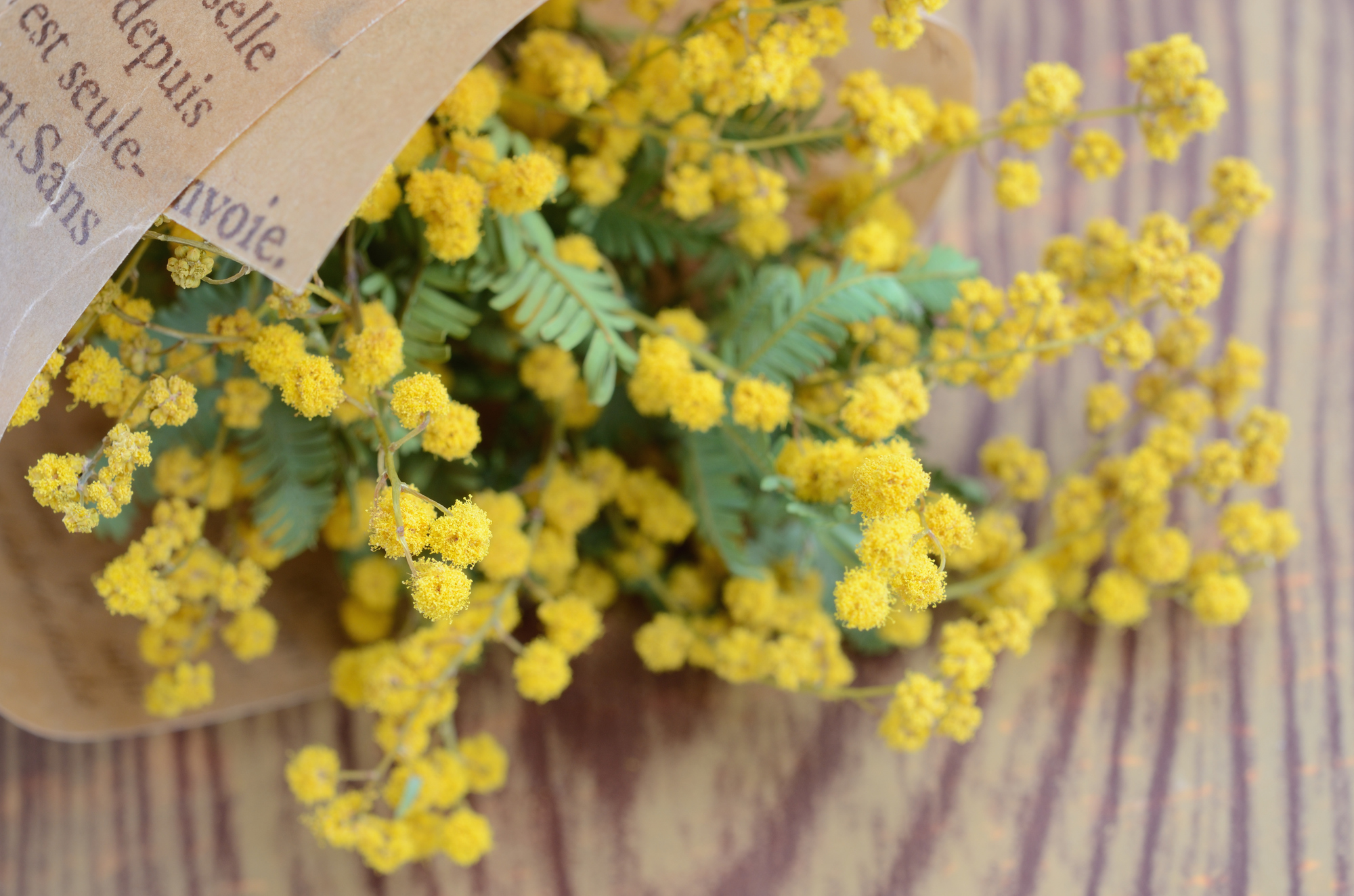 mimosa