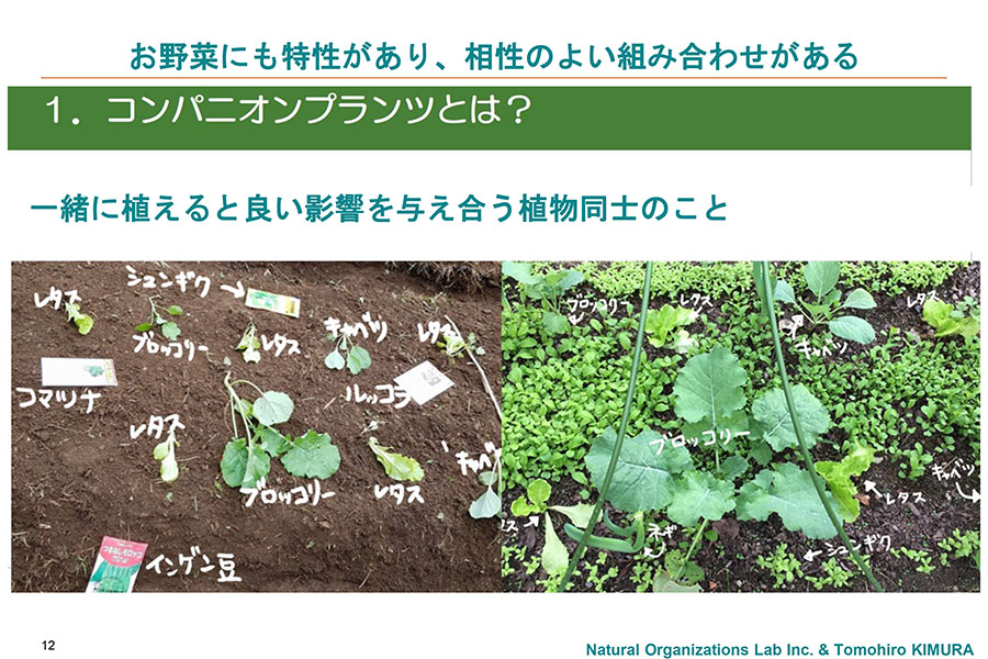 コンパニオンプランツ