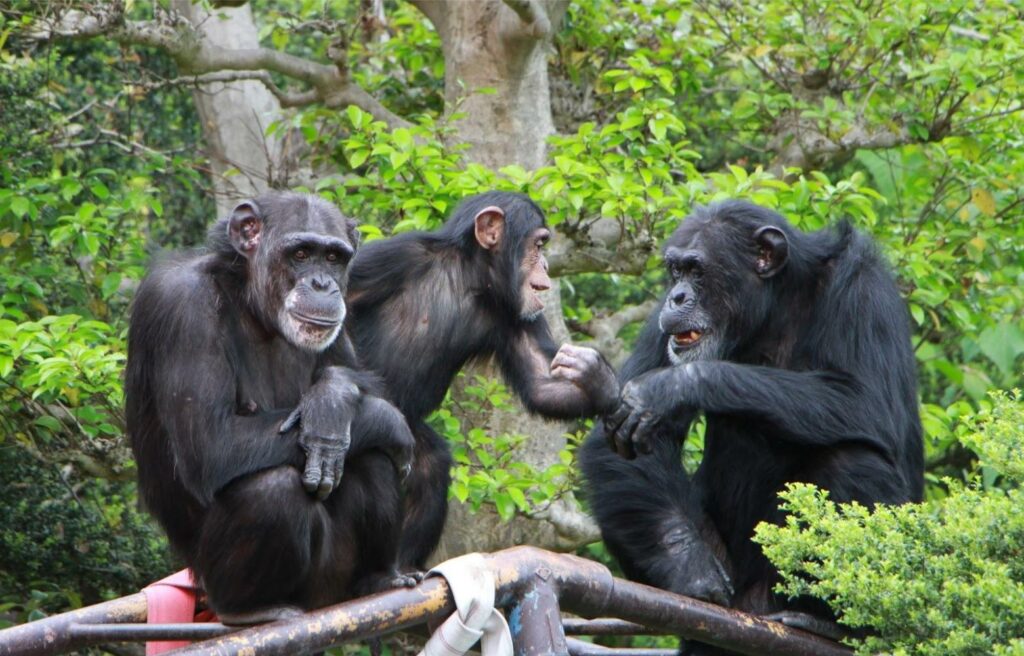 日本モンキーセンター › ガイアックスオフィシャルサイト