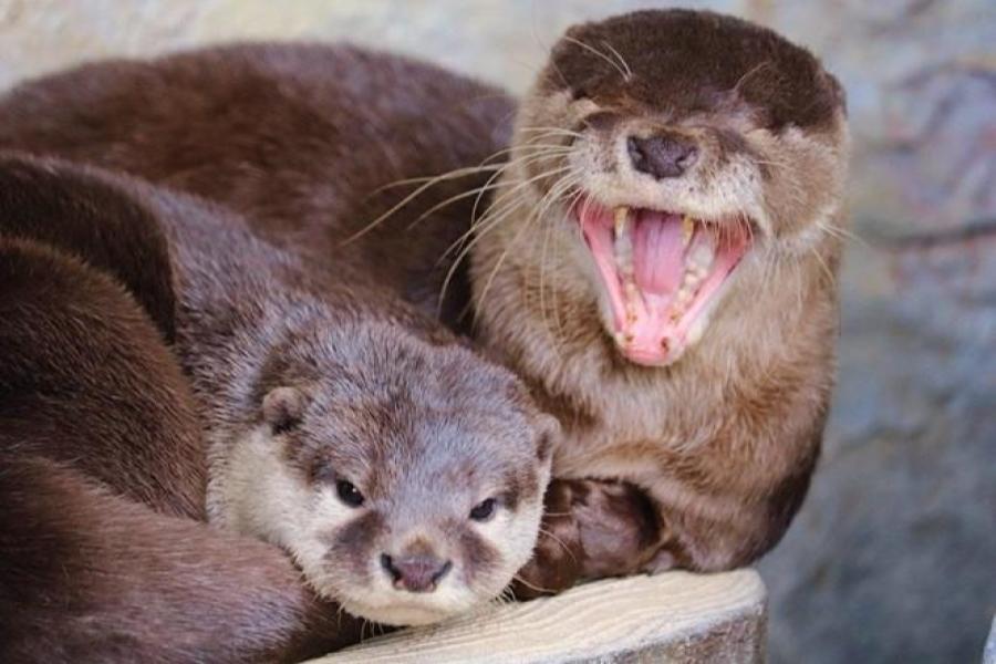桂浜水族館カワウソ 桂浜水族館カワウソ