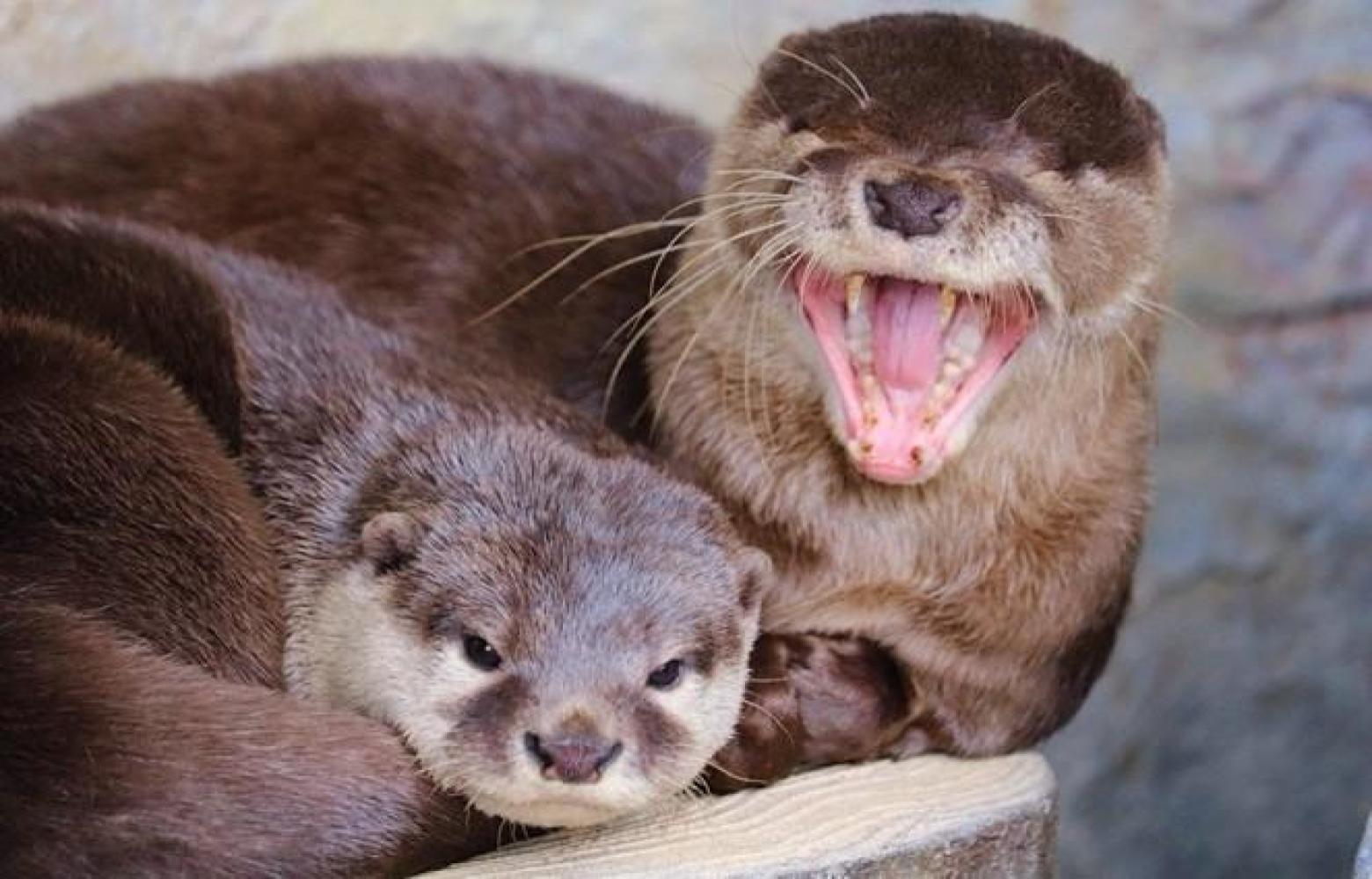 桂浜水族館カワウソ