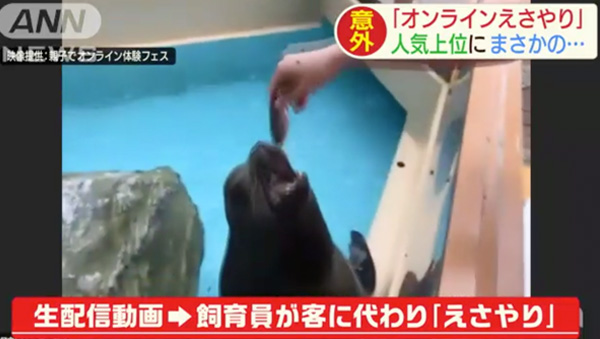 オンライン餌やり