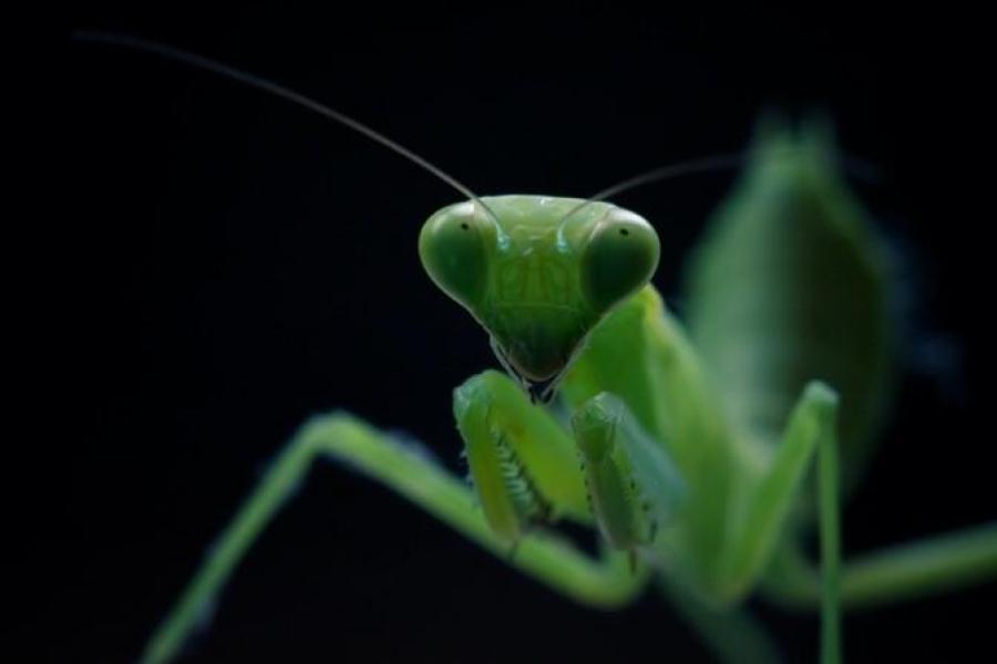 カマキリ