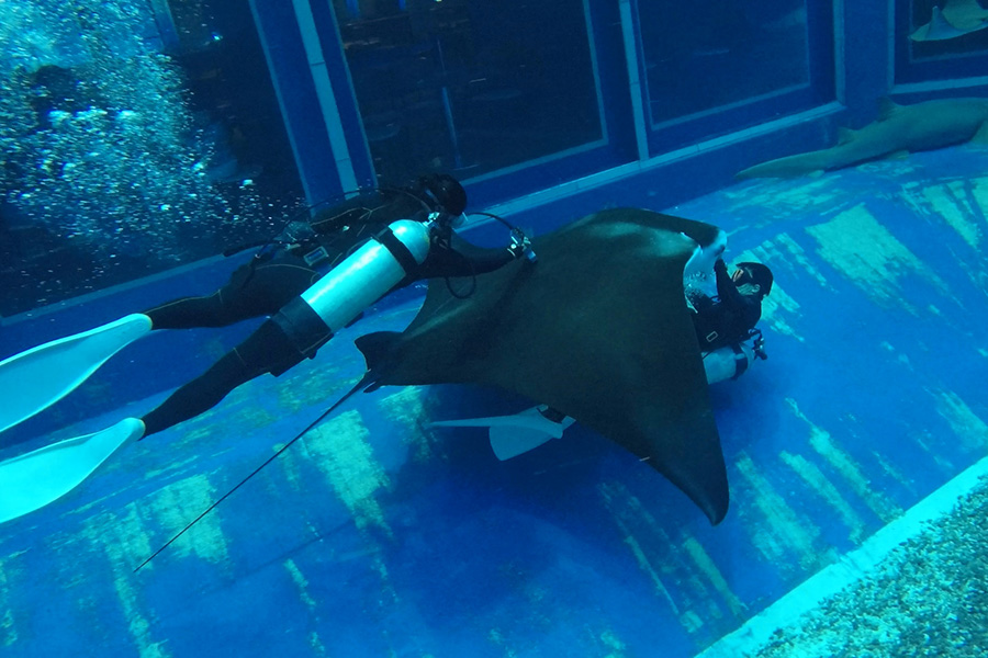 美ら海水族館 ナンヨウマンタ