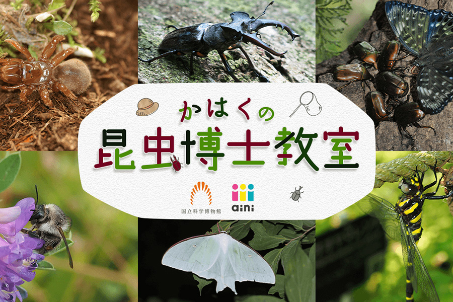 国立科学博物館の昆虫博士と夢中が集まる体験プラットフォーム aini がタッグ！ 〜こども向け昆虫博士教室、2022年1月よりスタート！〜