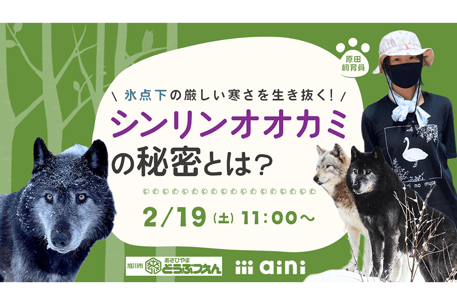 氷点下の厳しい寒さを生き抜く！シンリンオオカミの秘密とは？