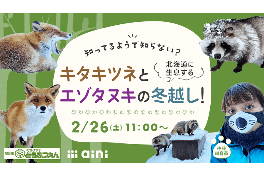 知ってるようで知らない？北海道に生息するキタキツネとエゾタヌキの冬越し！